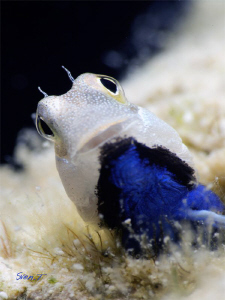 Cool blenny by Sven Tramaux 